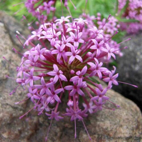 clusters of purple, small, star-like flowers with long, purple stamens, and purple petioles