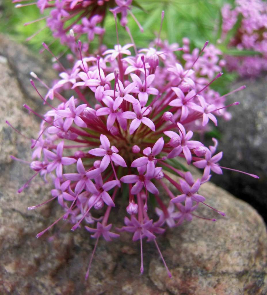 clusters of purple, small, star-like flowers with long, purple stamens, and purple petioles