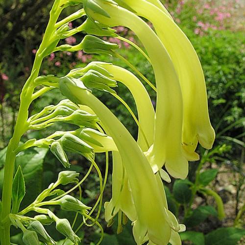 Lime flowers and stems, dark-green anthers, green filaments, off-white stigma, lime style, green buds, sepals, leaves