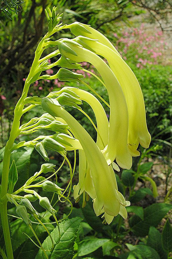 Lime flowers and stems, dark-green anthers, green filaments, off-white stigma, lime style, green buds, sepals, leaves