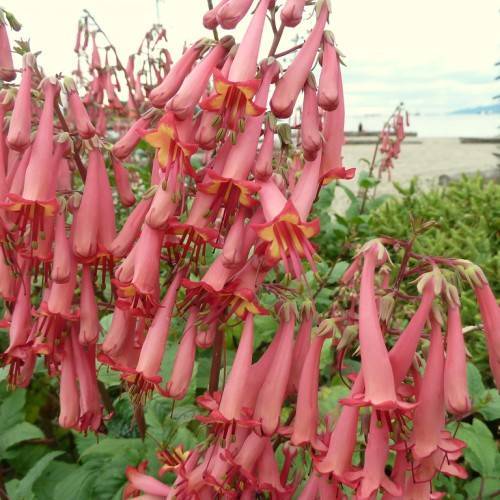 clusters of tubular, coral-yellow flowers with coral stamens, and green leaves