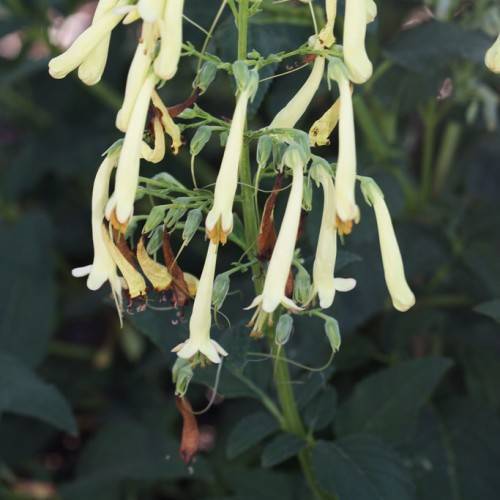 tubular, off-white flowers with deep-yellow stamens, green stems, and green sepals