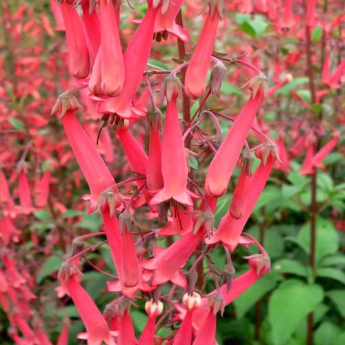Red flowers with buds, green-red sepals, red stems, dark-red petiole,dark red stigma and anthers.