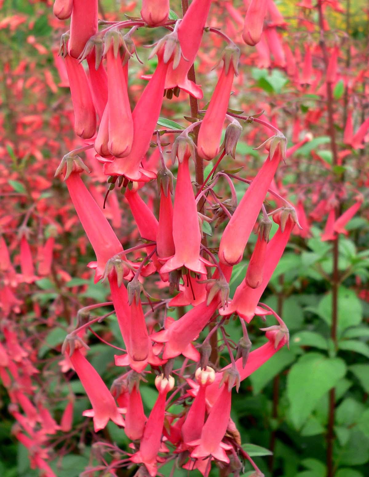 Red flowers with buds, green-red sepals, red stems, dark-red petiole,dark red stigma and anthers.