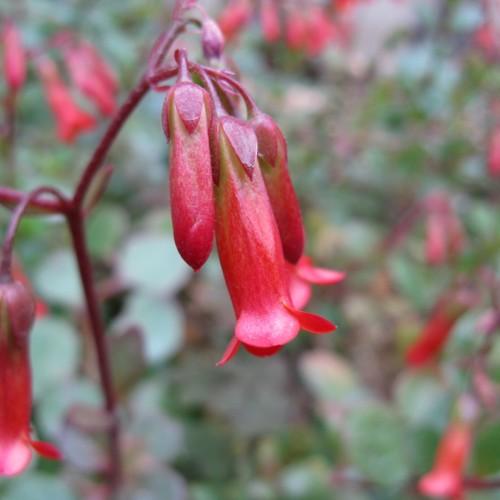 Red-green flower and buds, burgundy sepals, petiole and stems.