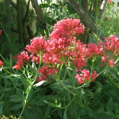 light-red flowers with green leaves and light-green stems