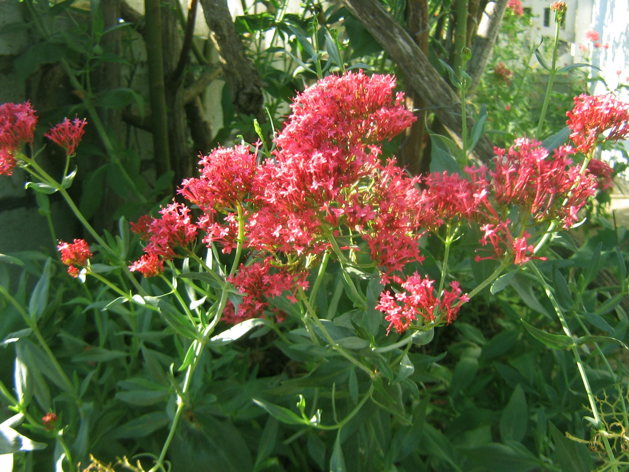 light-red flowers with green leaves and light-green stems
