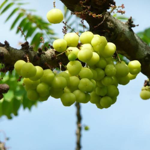 cluster of round, shiny, lemon-green berries with gray-brown, rough, woody stem