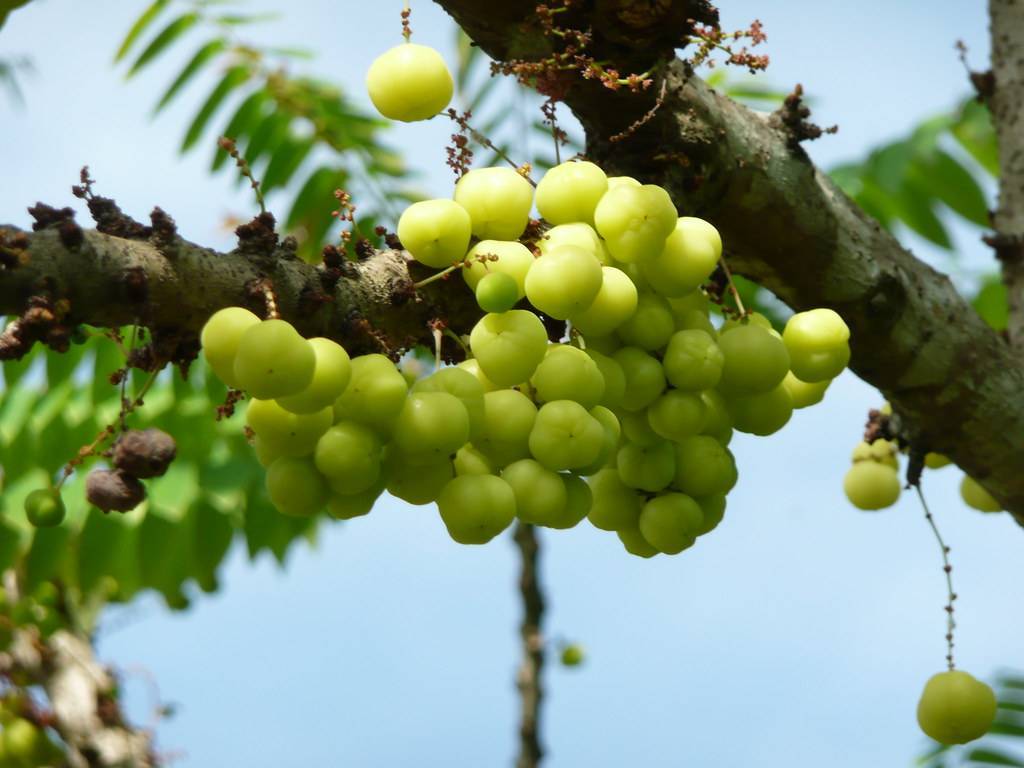 cluster of round, shiny, lemon-green berries with gray-brown, rough, woody stem