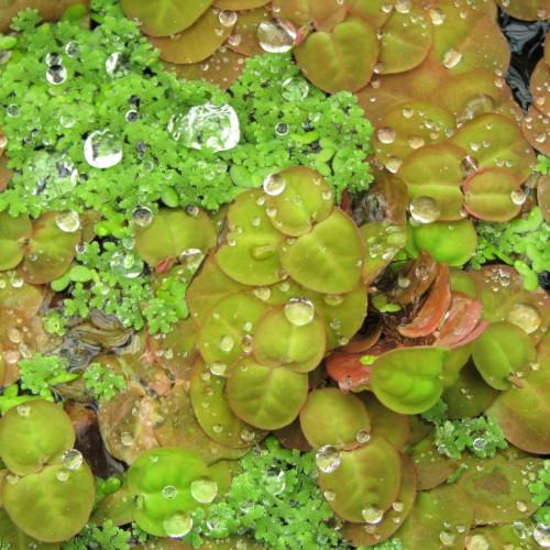 Green-brown leaves with brown midrib and blades.