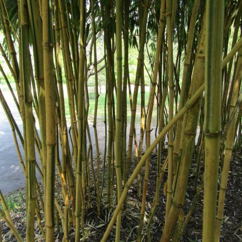 long, cylindrical, upright, green-yellow stems