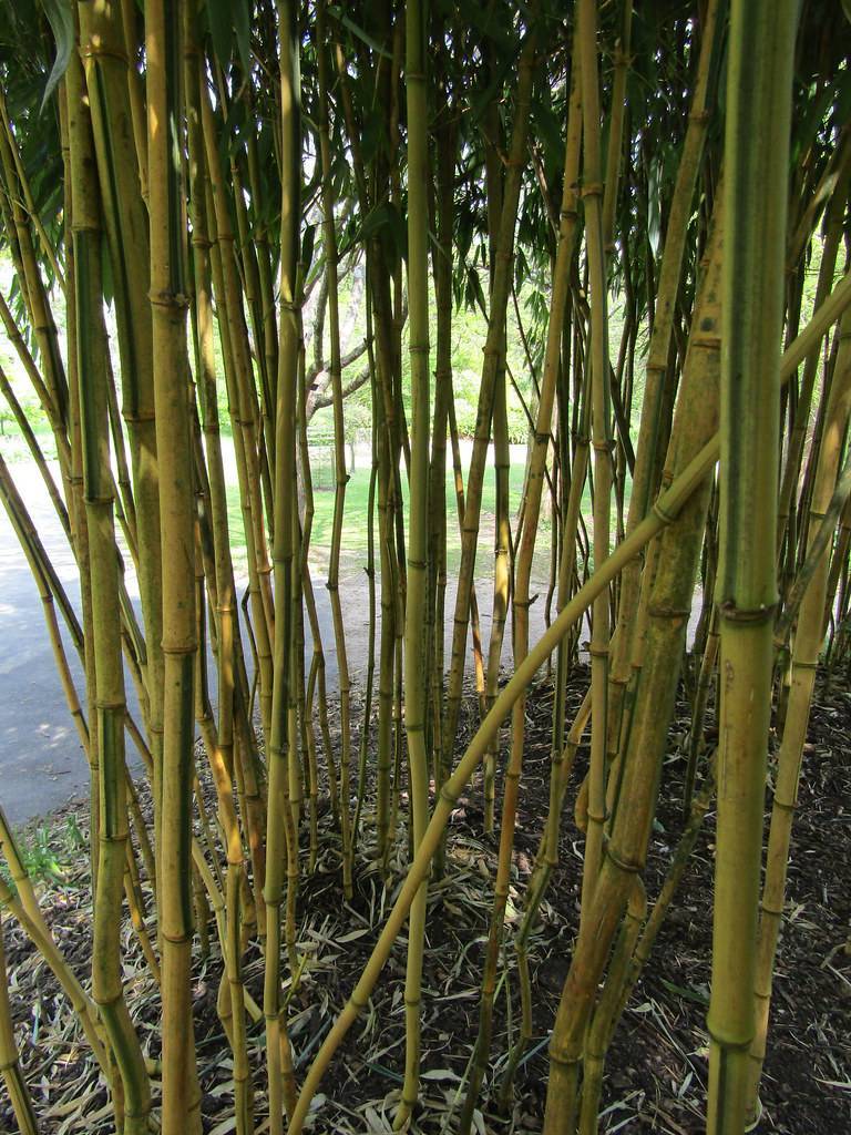 long, cylindrical, upright, green-yellow stems
