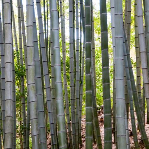 Green-gray stems.