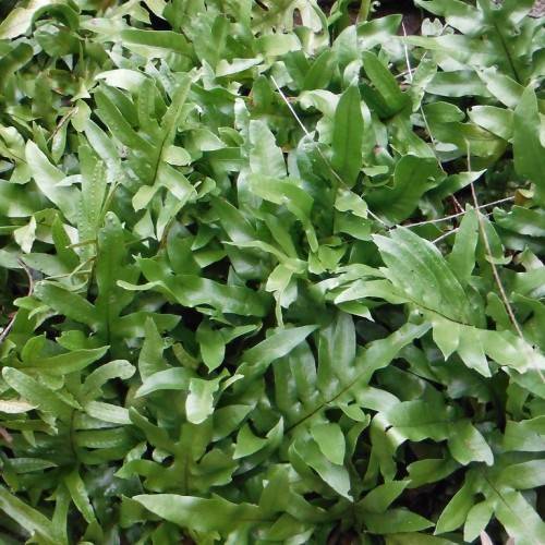 glossy, green, lanceolate leaves with green stems