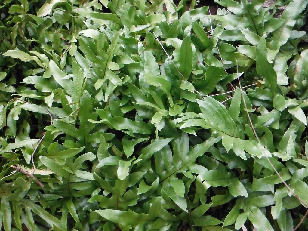 glossy, green, lanceolate leaves with green stems