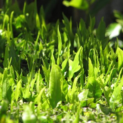 glossy, yellow-green, lanceolate leaves with yellow-green midribs