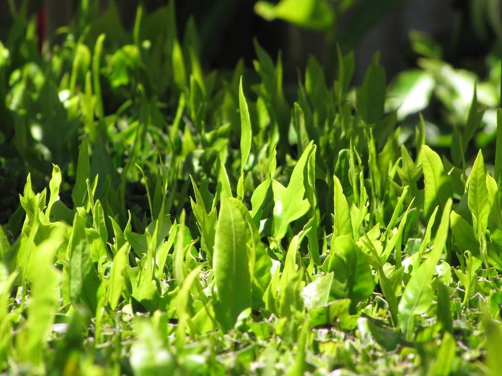 glossy, yellow-green, lanceolate leaves with yellow-green midribs