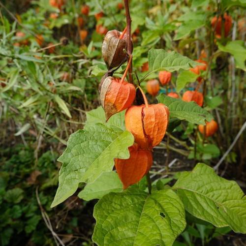 lantern-shaped, bright-orange fruits, brown stem, and ovate, toothed, green, glossy leaves