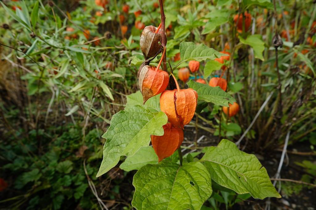 lantern-shaped, bright-orange fruits, brown stem, and ovate, toothed, green, glossy leaves