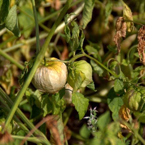 lantern-shaped, creamy-white fruits, green stem, and ovate, toothed, green, glossy leaves