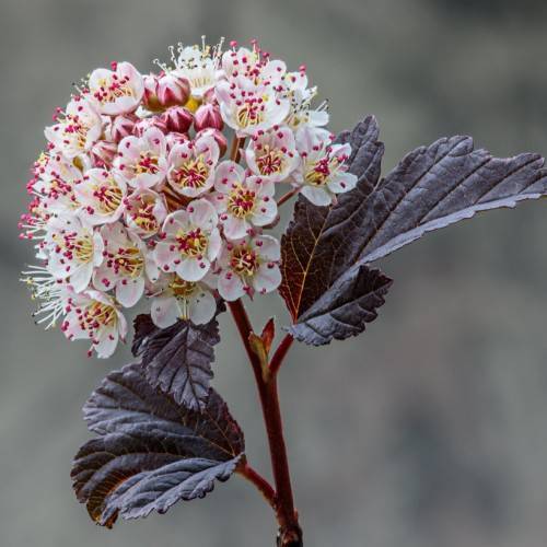 cluster of white, small flowers with white filaments, red anthers, deep-red stem, and  palmate shape, black-red, shiny leaves