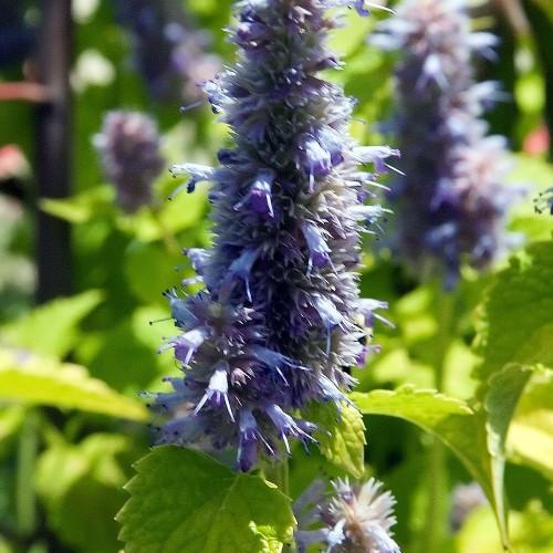 blue-purple flowers with lime-yellow leaves and stems