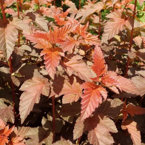 Orange-beige leaves with orange stems, yellow midrib and veins.