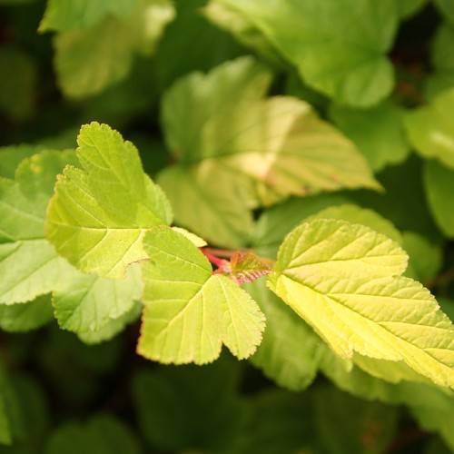 Rounded-palmate, lemon-green, shiny leaves with red petioles