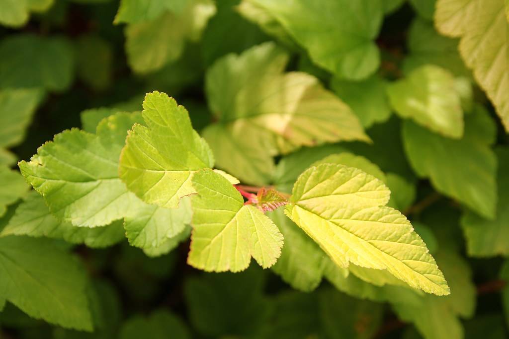 Rounded-palmate, lemon-green, shiny leaves with red petioles