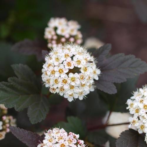 palmate, purple-green, shiny leaves with deep-red stems, and clusters of, small, white flowers with red-white-yellow stamens