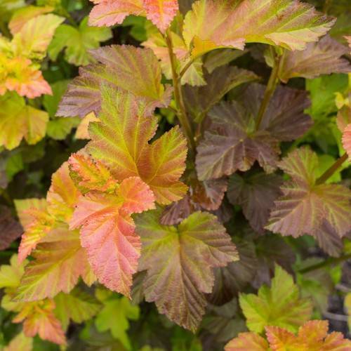 palmate, shiny, pink-burgundy-yellow-green leaves with burgundy-green stems