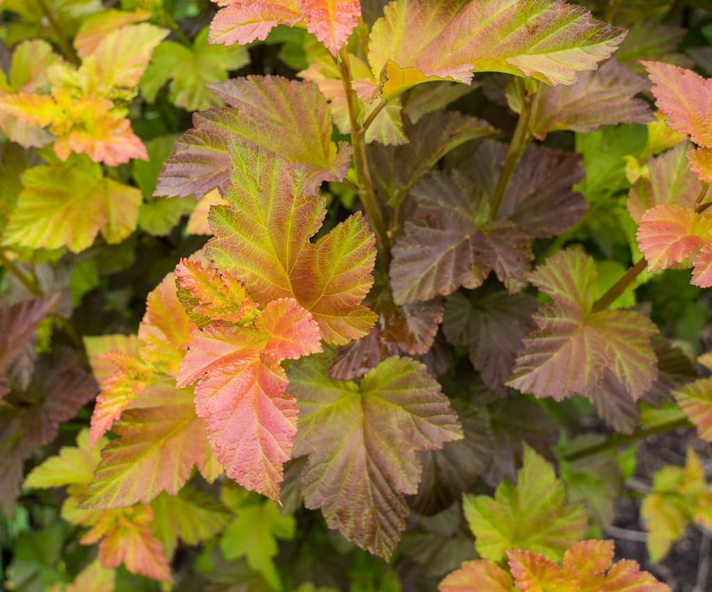 palmate, shiny, pink-burgundy-yellow-green leaves with burgundy-green stems