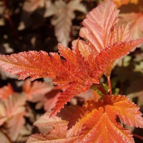 Orange leaves with stems, yellow midrib and veins.