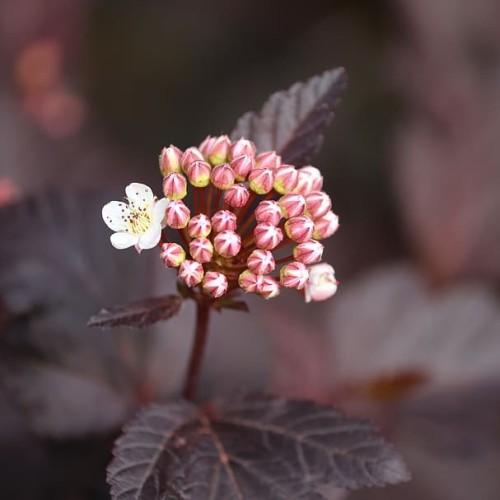 Off-white flower brown anthers, yellow filaments, white-burgundy buds, burgundy stems, black leaves and burgundy midrib.