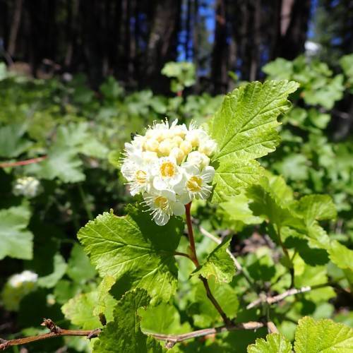 palmate, green, shiny leaves with brown-red stems, and clusters of, small, white flowers with white-yellow stamens