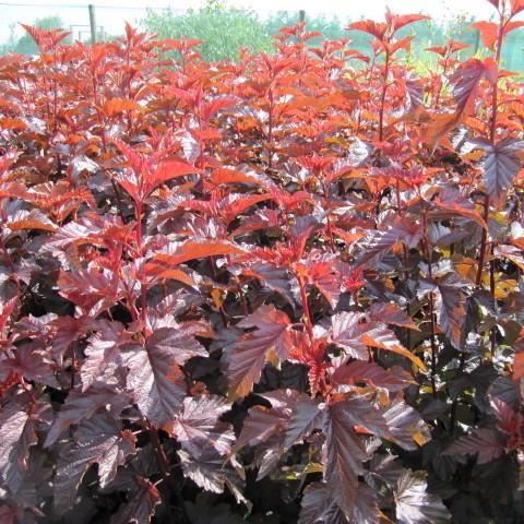 Orange-Burgundy leaves with orange stems.