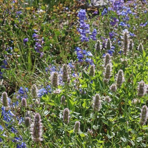 Spikes of vibrant blue-violet flowers and green leaves over green stems.
