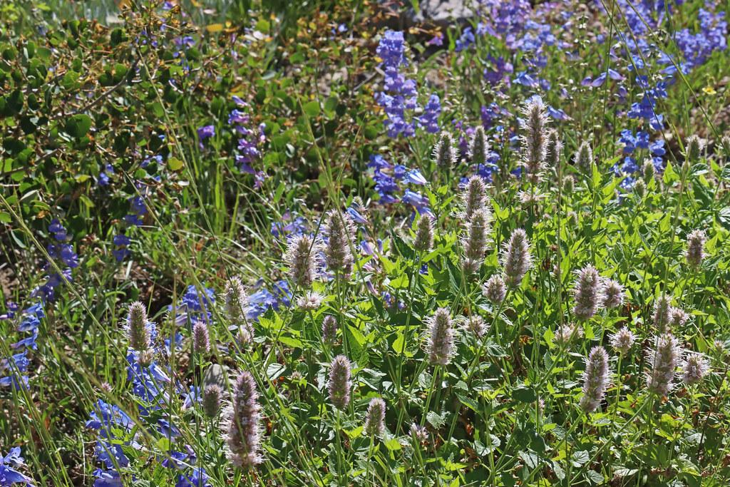 Spikes of vibrant blue-violet flowers and green leaves over green stems. 