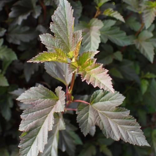 Green-maroon leaves, burgundy petiole and stems yellow midrib and veins,