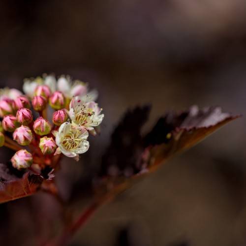 palmate, burgundy, shiny leaves with burgundy, stems, and clusters of, small, white flowers with pink-green sepals