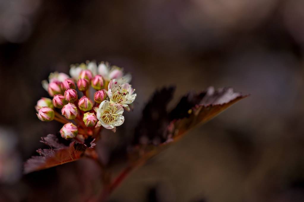 palmate, burgundy, shiny leaves with burgundy, stems, and clusters of, small, white flowers with pink-green sepals