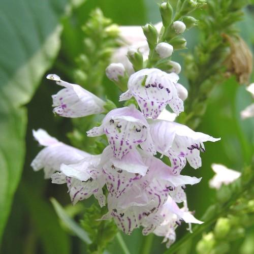 White-purple flower with buds,
white-purple anthers, white stigma, style and filament, lime sepal, green leaves and stems