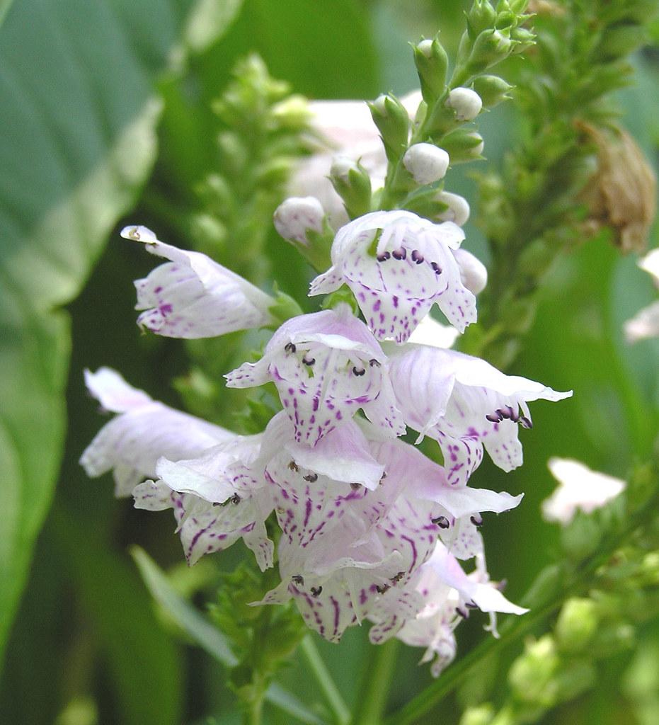 White-purple flower with buds, 
 white-purple anthers, white stigma, style and filament, lime sepal, green leaves and stems
