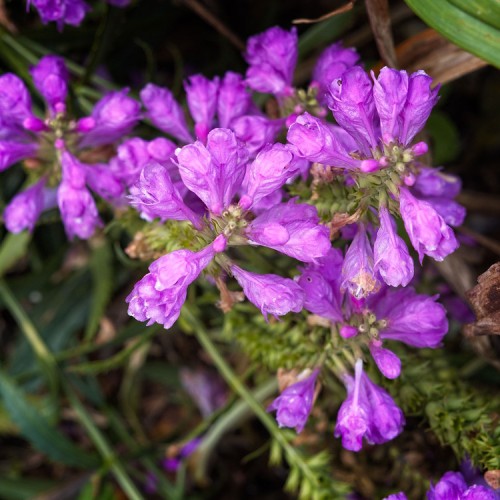 Purple flower with green sepal and stem.