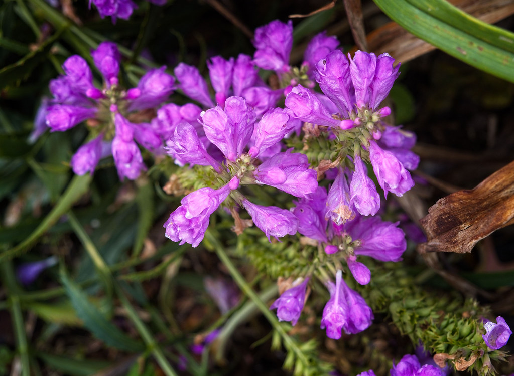 cluster of small, purple, tubular flowers with green stems, and purple buds