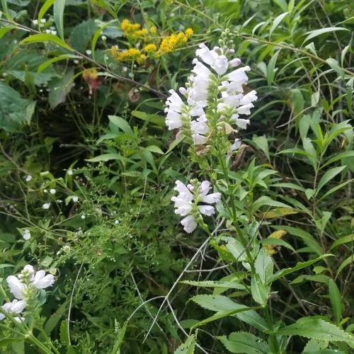 cluster of small, white, tubular flowers with green stems, and green, shiny leaves