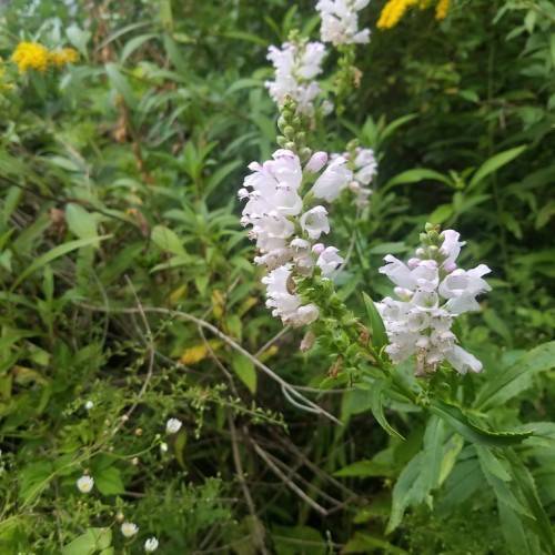 cluster of small, white, tubular flowers with green stems, and green, shiny, lanceolate leaves