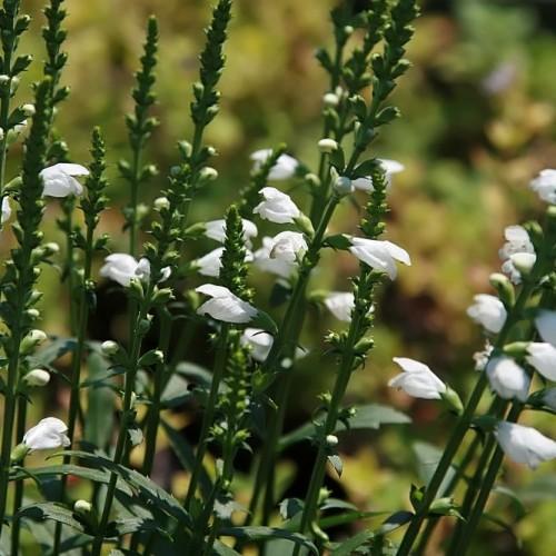 White flower with green sepals, dark-green buds, leaves and stems.