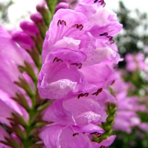 Magenta-white flower with magenta stigma, filaments and style, brown-burgundy anthers, maroon-green sepals and green stems.