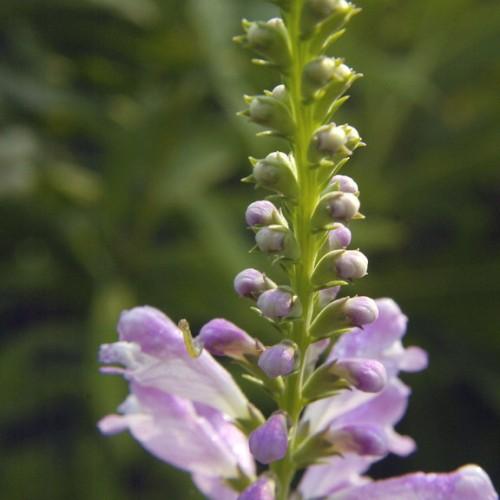 Lavender-white flower with buds, lime sepals and stems.